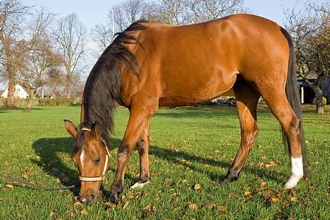 Arabisk fuldblod (OX) SR Iksina OX(foræret væk) - Iksi pixi :D       foto: palle r 06 billede 15