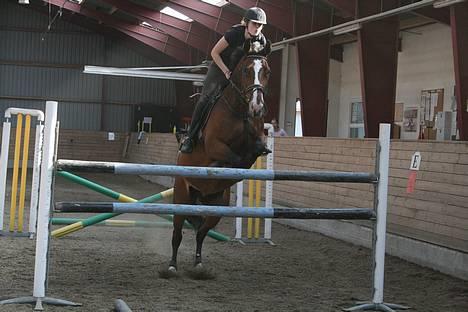 Dansk Varmblod Diametra Lysegård - SOLGT - spring spring ;p billede 8