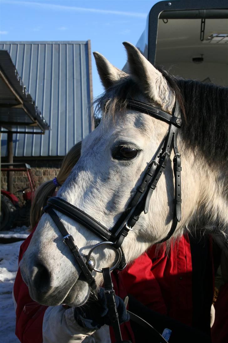 Tysk Sportspony Sandor<33 R.I.P. Savnet<3 billede 5