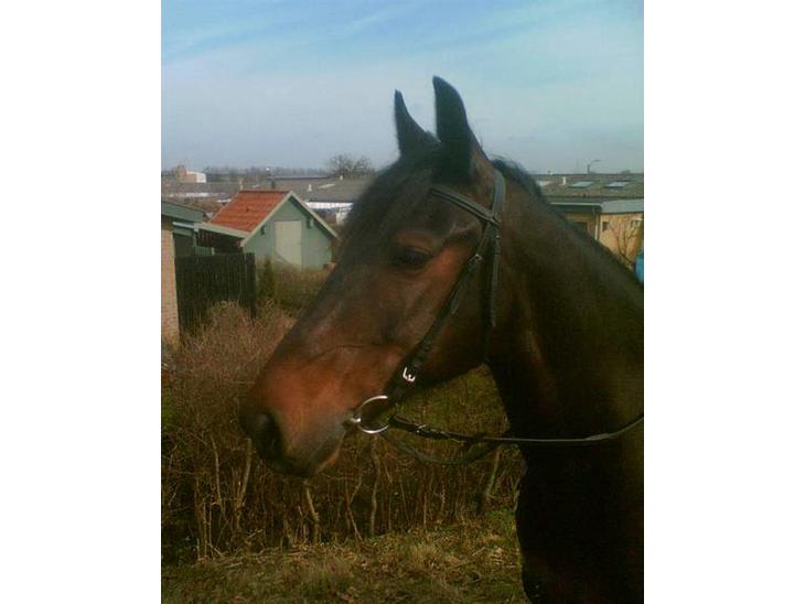 {{currentPhoto.altText}} billede {{currentPhoto.number}}