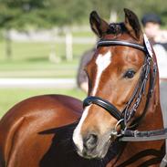 Welsh Pony (sec B) Korreborgs Pinot
