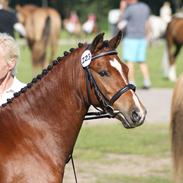 Welsh Pony (sec B) Korreborgs Pinot