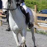 Arabisk fuldblod (OX) Casa Karlsens Amant