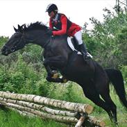 Knabstrupper Calista **** R.I.P. ****