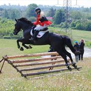 Knabstrupper Calista **** R.I.P. ****