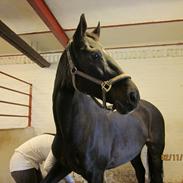 Anden særlig race Wingman 