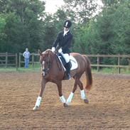 New Forest ~Sunshine~ *Lånehest*