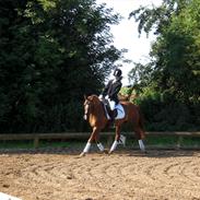 New Forest ~Sunshine~ *Lånehest*