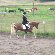 Anden særlig race Lopez