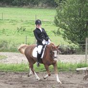 Anden særlig race Lopez