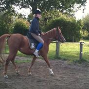 Arabisk fuldblod (OX) Skovlys Prischa OX 4423