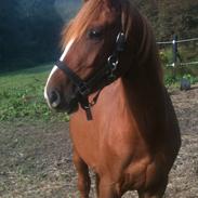 Anden særlig race Alejandro