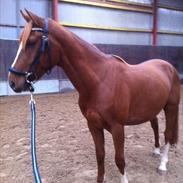 Anden særlig race Alejandro