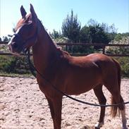 Anden særlig race Alejandro