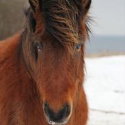 Islænder Halldór fra Ærø
