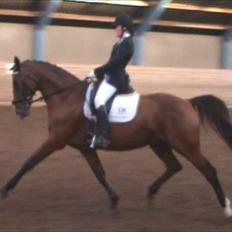 Dansk Varmblod Equs 