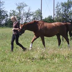 Dansk Varmblod Activ