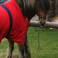 Islænder sleipnir fra Kastanjely (R.I.P)