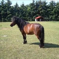 Shetlænder Smilled's Emma