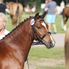 Welsh Pony (sec B) Korreborgs Pinot