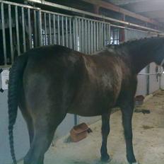 Anden særlig race Allie