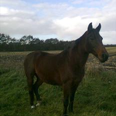 Anden særlig race Allie