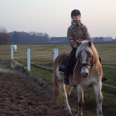 Tyroler Haflinger Bonny