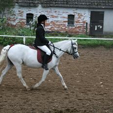 Anden særlig race Coco
