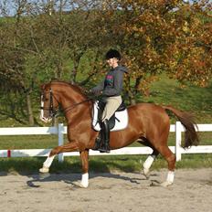 Trakehner Dicaprio (Femi)