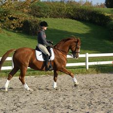Trakehner Dicaprio (Femi)