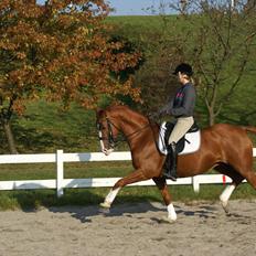 Trakehner Dicaprio (Femi)