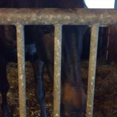 Oldenborg Pedro (min mors)