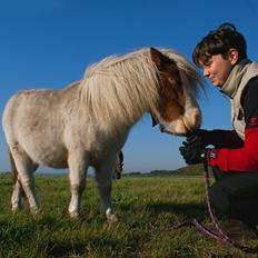 Dansk Miniature Egehøjs Sir Romance
