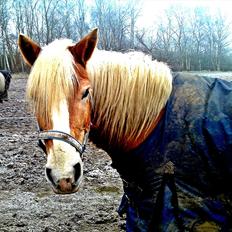 Haflinger Stakato