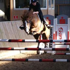 Anden særlig race Pax