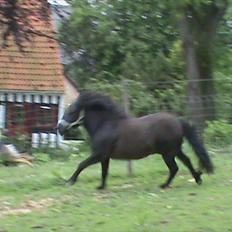 Shetlænder Kylenstens faustin "R.I.P" <3