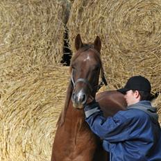 Quarter million dollar whiz *himmelhest*