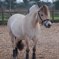 Fjordhest Dyrendals Dusty *Solgt*