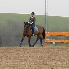 Anden særlig race Mister Gallon