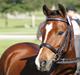 Welsh Pony (sec B) Korreborgs Pinot