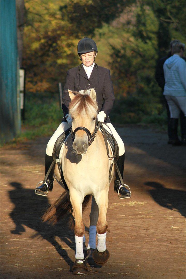 Fjordhest Ingunn Granlygaard - Ingunn og Pia til stævne i Birgittelyst d. 23.10.2011 billede 15