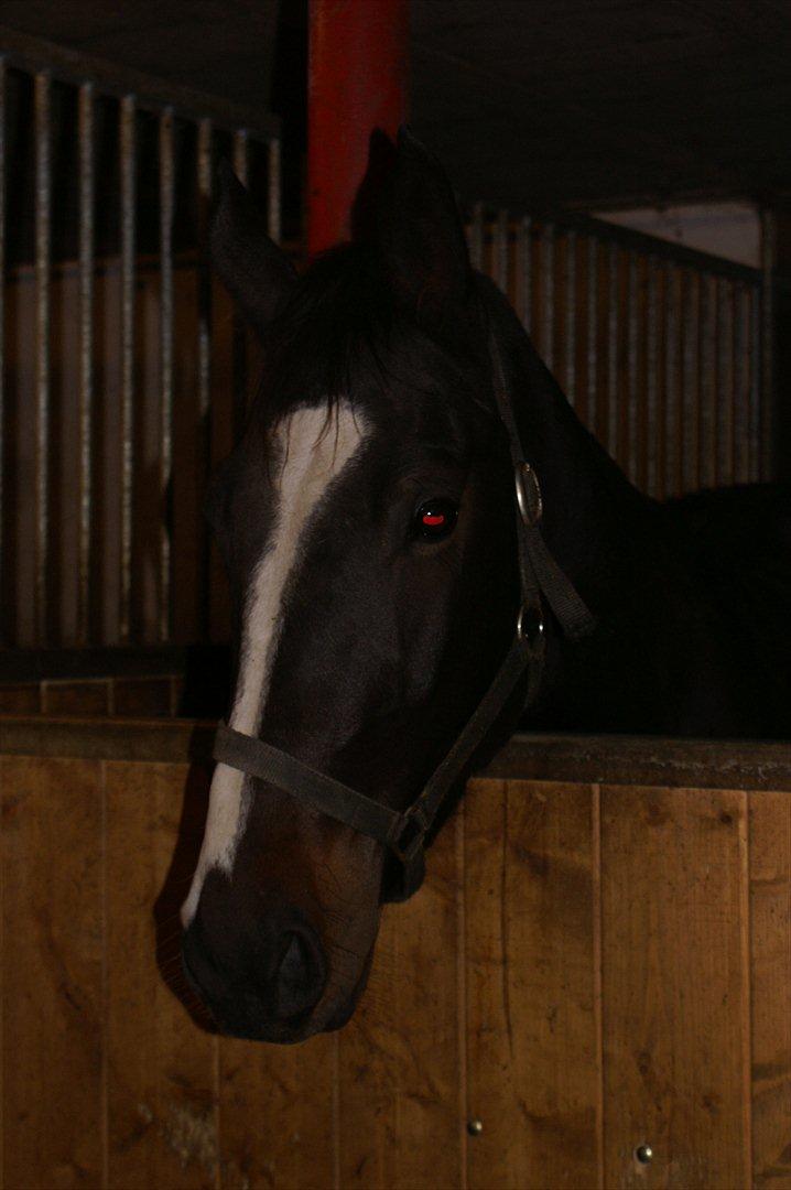 Oldenborg Rosenhavens Madok - den søde lille basse <3 billede 3