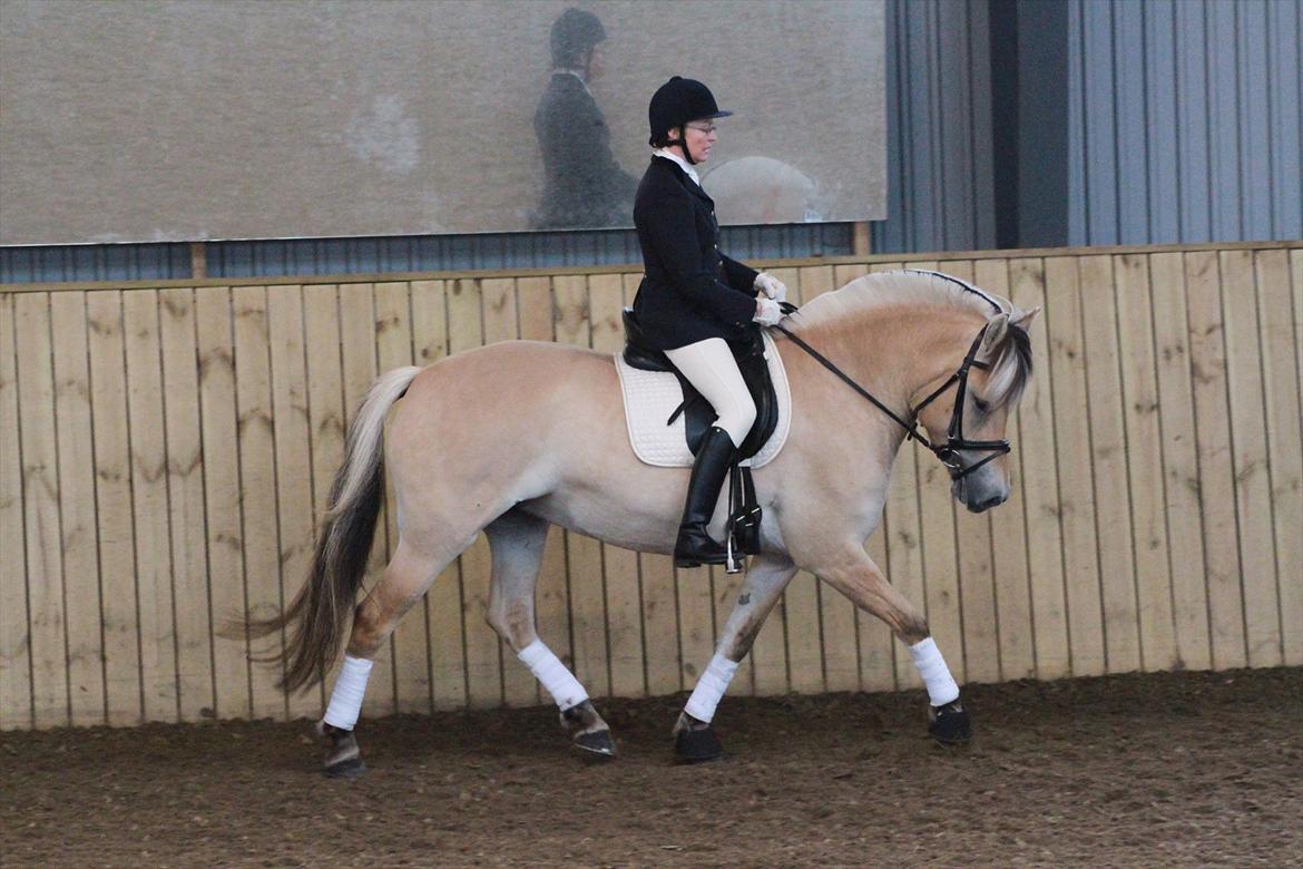 Fjordhest Ingunn Granlygaard - Ingunn og Pia til stævne i Birgittelyst d. 23.10.2011 billede 16
