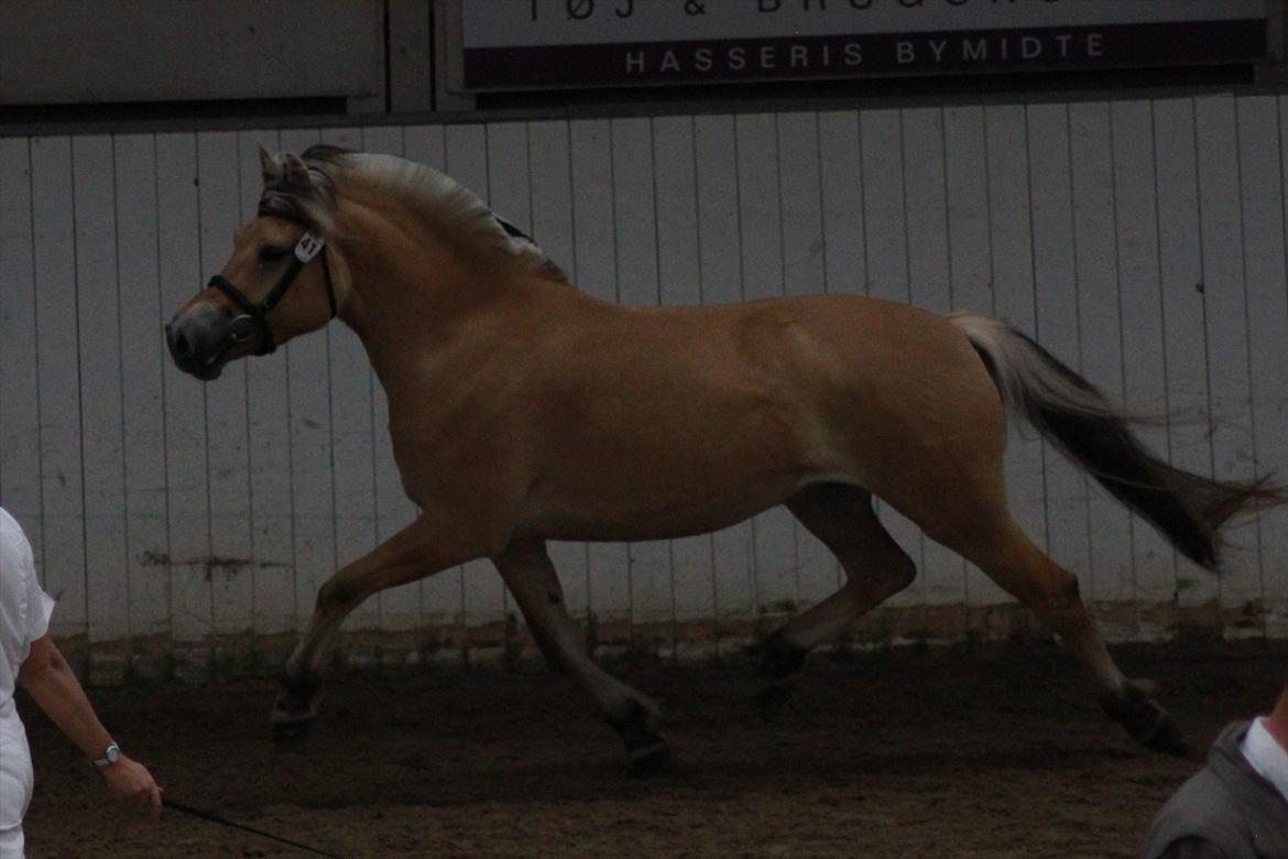 Fjordhest Ingunn Granlygaard - Ingunn til kåring d. 15.07.2011
(Undskyld det mørke billede, det er taget inde i ridehallen på lang afstand) billede 10