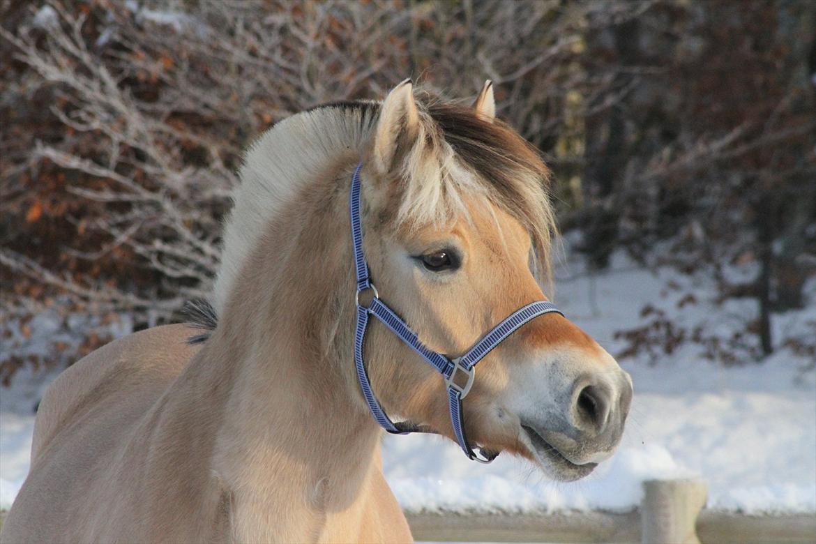 Fjordhest Ingunn Granlygaard - Ingunn ude i sneen d. 08.12.2010. billede 1