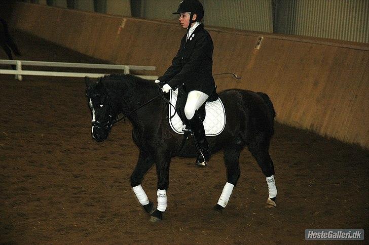 DSP Bjerregaards Wendy billede 15