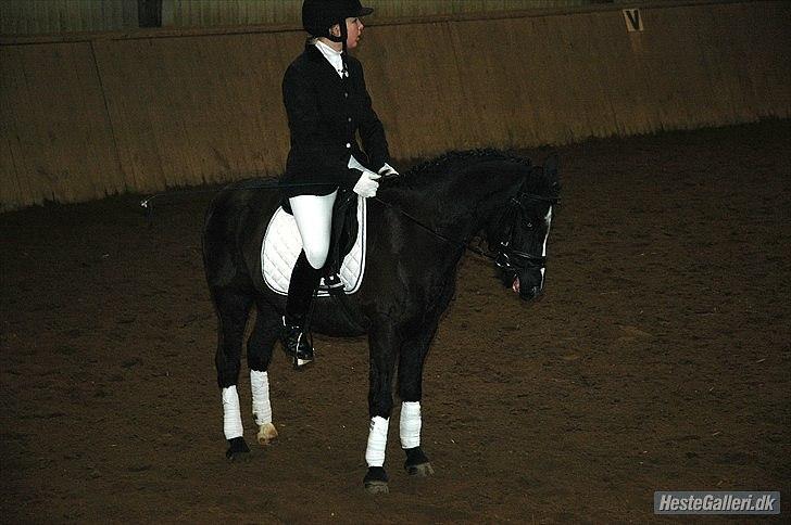 DSP Bjerregaards Wendy billede 16