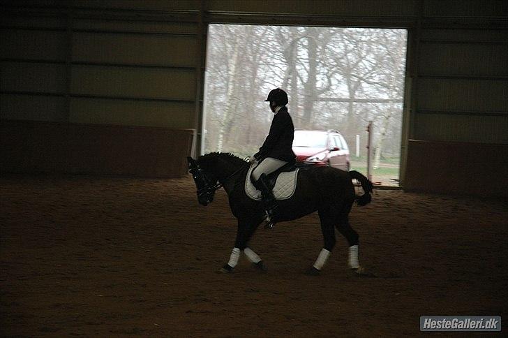 DSP Bjerregaards Wendy billede 17