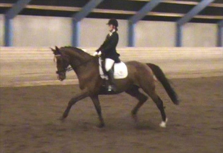 Dansk Varmblod Equs  billede 5