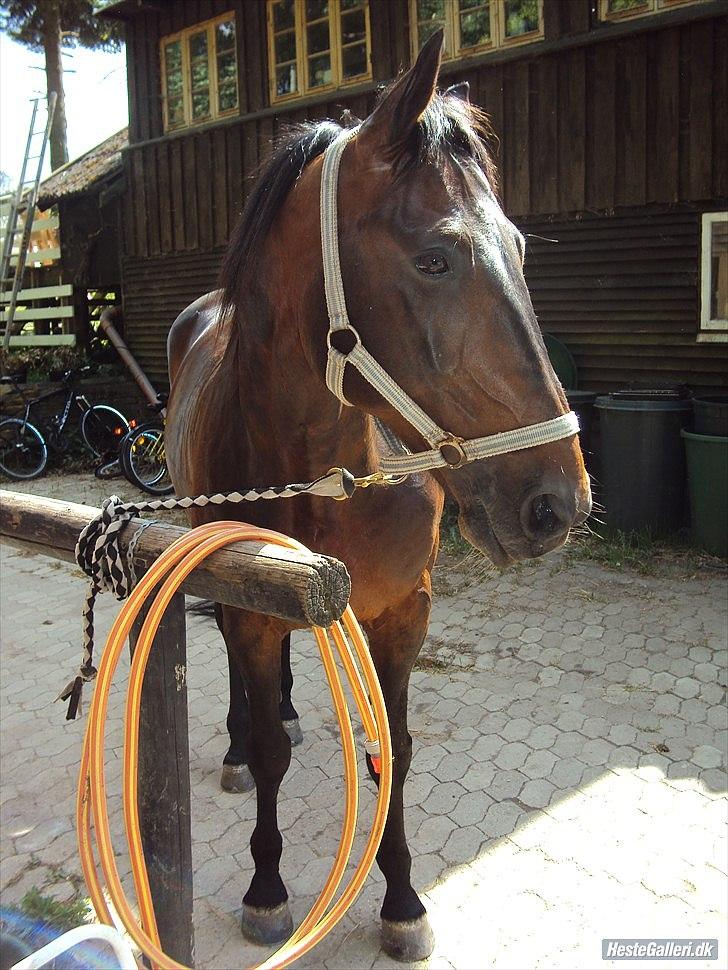 Traver Nikotin - 11) foto: mig billede 11